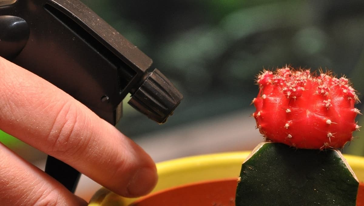 ¿Cómo regar plantas tropicales en el interior de tu casa?
