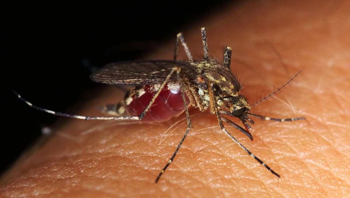 Dengue: qué es, cuáles son sus síntomas y todo lo que debes saber sobre esta enfermedad