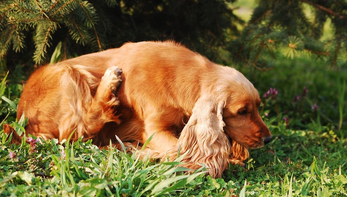 ¿Cómo quitarle las pulgas a mi perro? PASO a PASO