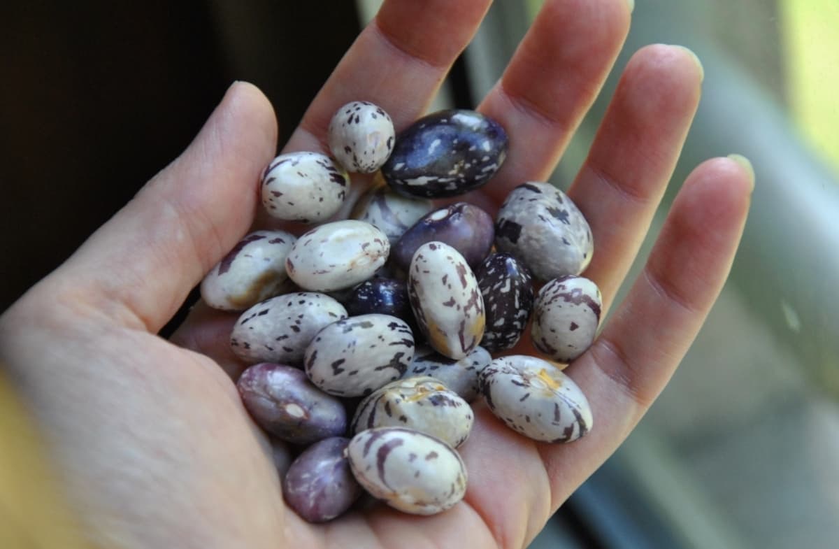 Frijoles ¿cuáles son sus beneficios para la salud?