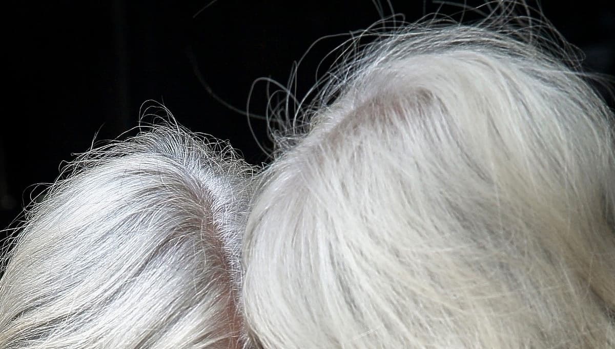 Elimina las canas de forma natural con estos tres ingredientes