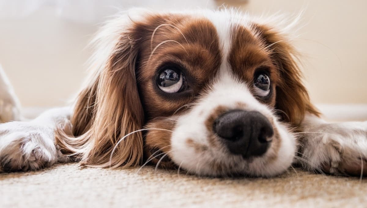 Cada cuándo se baña un perro
