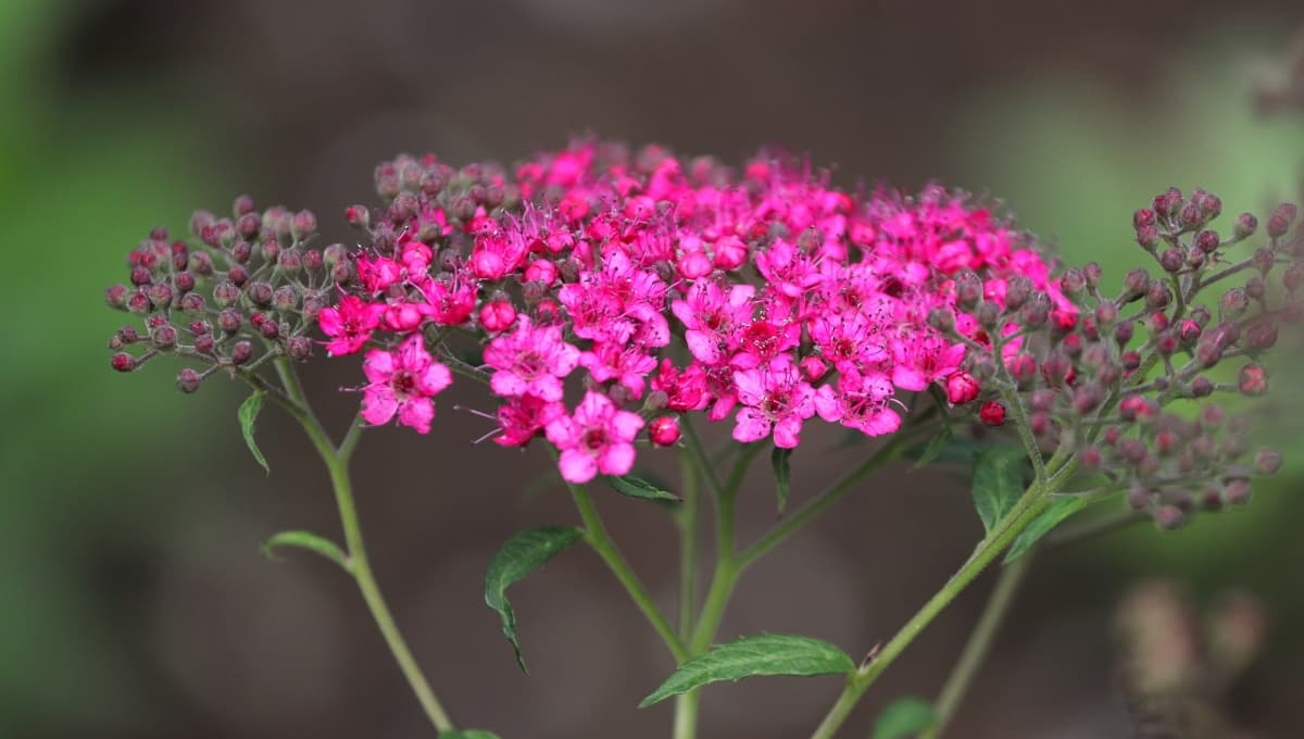 Plantas medicinales para aliviar el estrés y la depresión