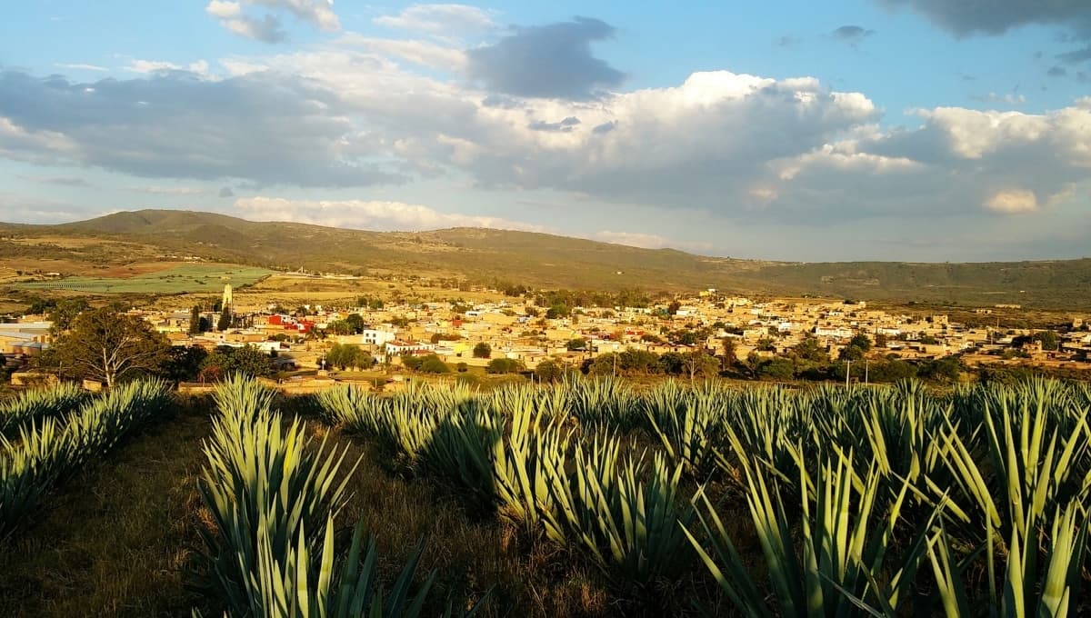 Viaje a Tequila Jalisco: ¿Dónde ir y cómo llegar?