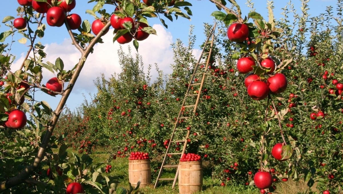 La fruta que podría ayudarte a bajar los niveles de colesterol si la comes regularmente.