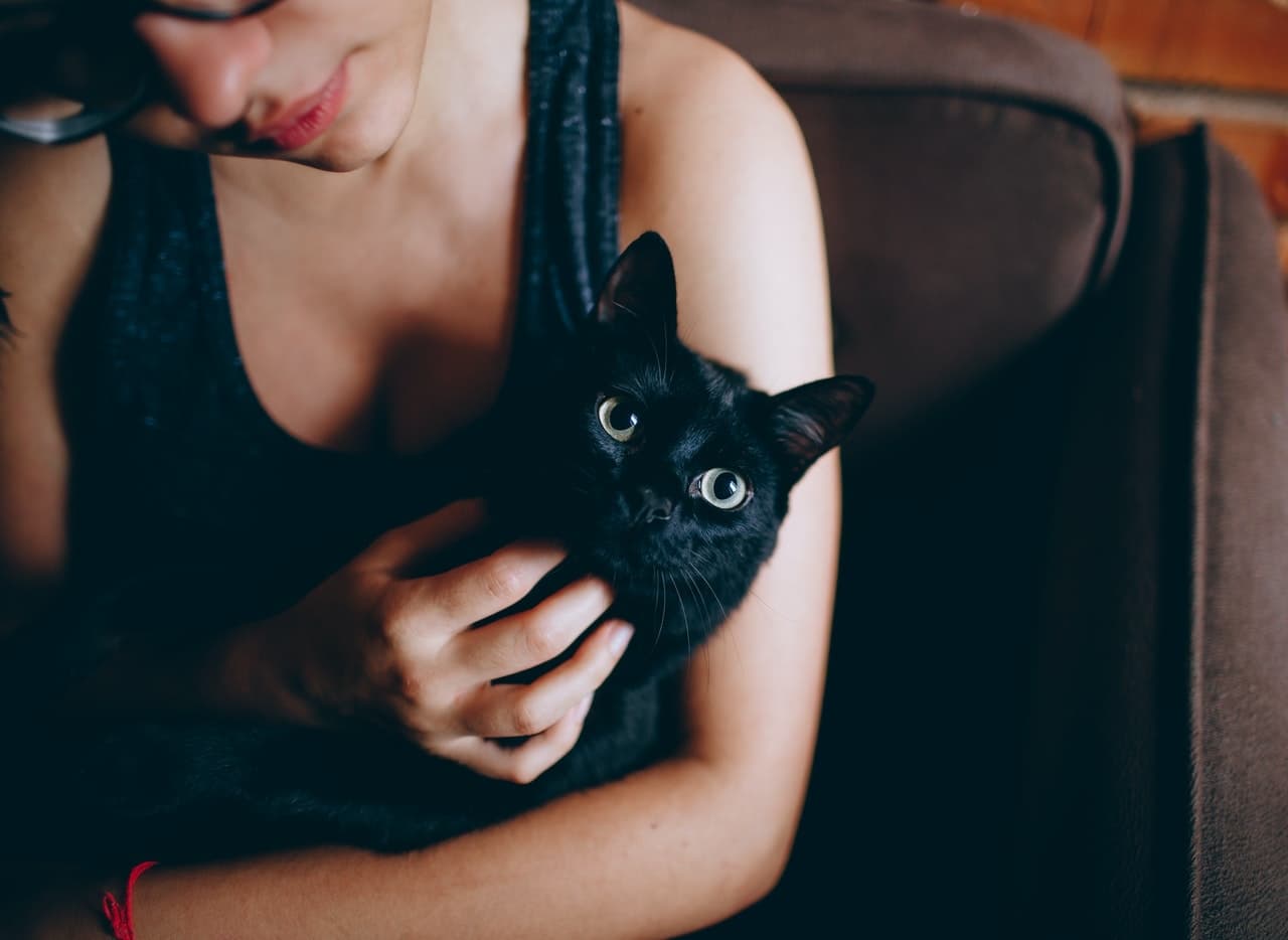 Gestos con los que tu gato dice “te quiero”