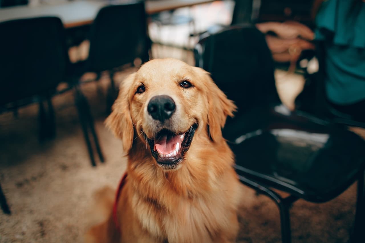 ¿Cómo eliminar las garrapatas de tu perro con remedios caseros?