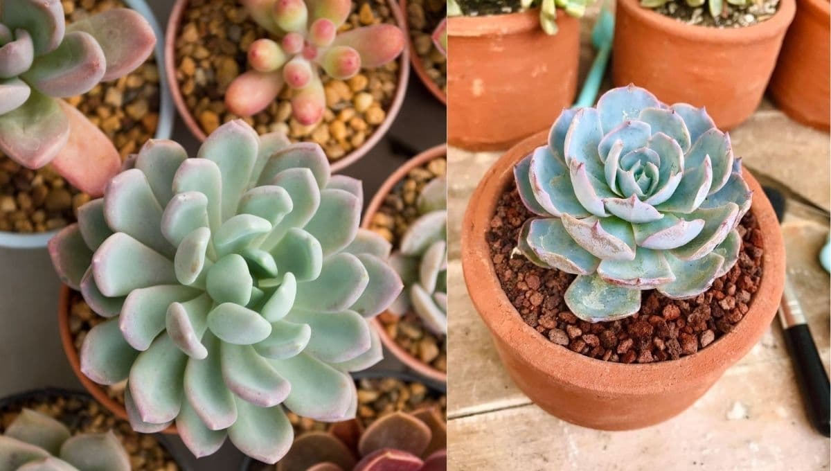 ¿Cómo cultivar suculentas en forma de rosa en casa?