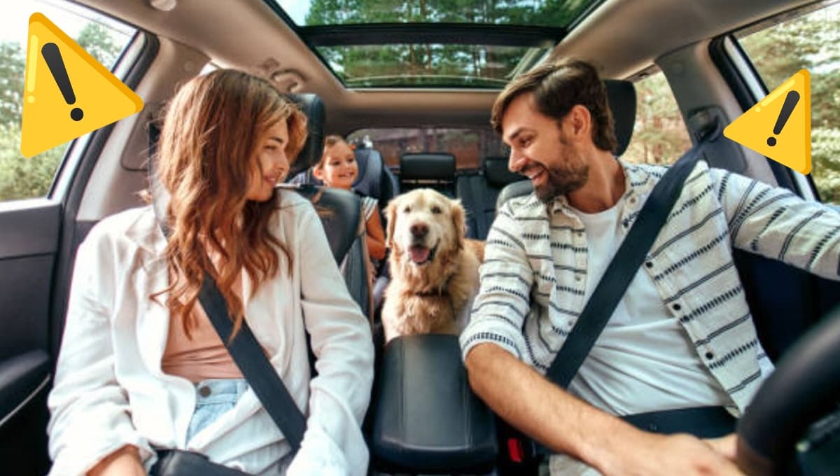 7 consejos para viajar con tu mascota en coche