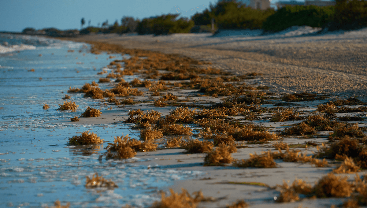 Temporada de sargazo 2022: estas son las playas más afectadas