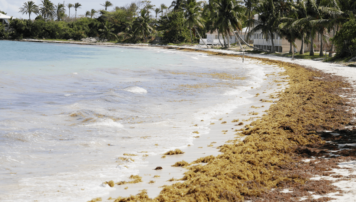 Autoridades ofrecen 9 mil pesos por retirar sargazo en Playa del Carmen
