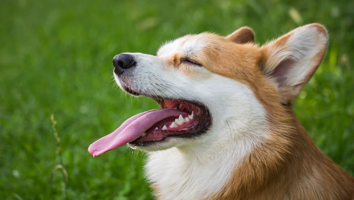 ¿Por qué se celebra el Día Mundial del Perro el 21 de JULIO?