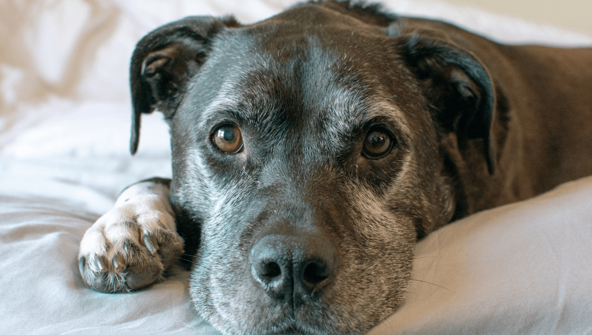 ¿Por qué la mirada de tu perro te causa tanta ternura? Esto dice la ciencia