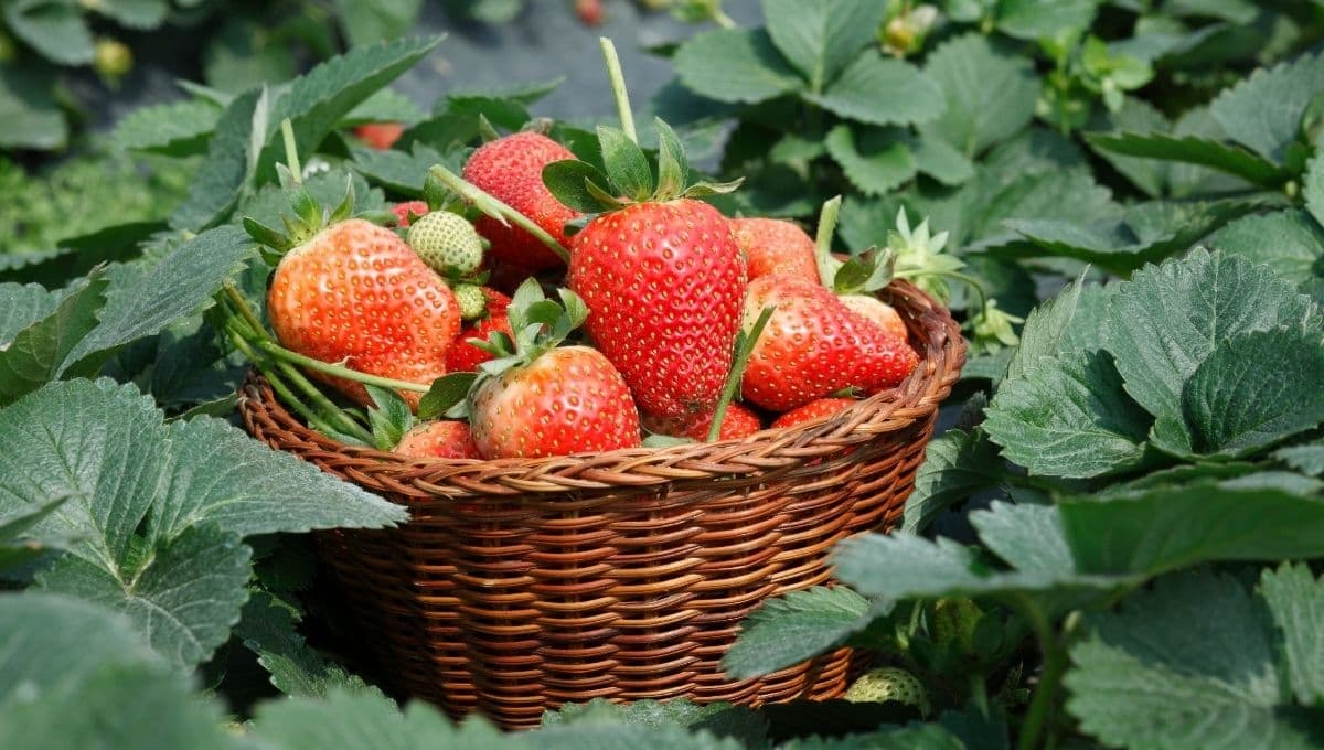 ¿Cómo cultivar fresas en casa?