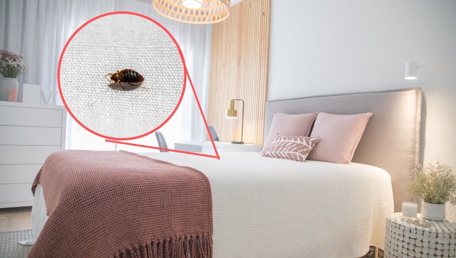 4 tips para evitar que salgan chinches en tu cama, según la ciencia