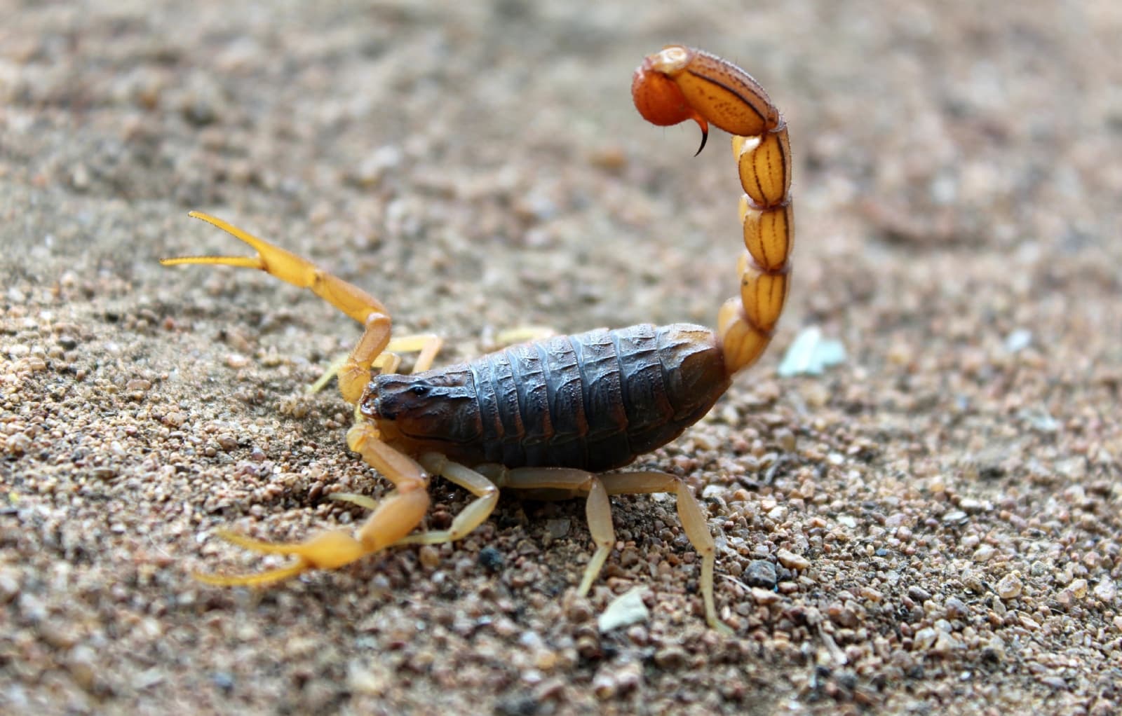 ¿Qué significa encontrar alacranes en casa?