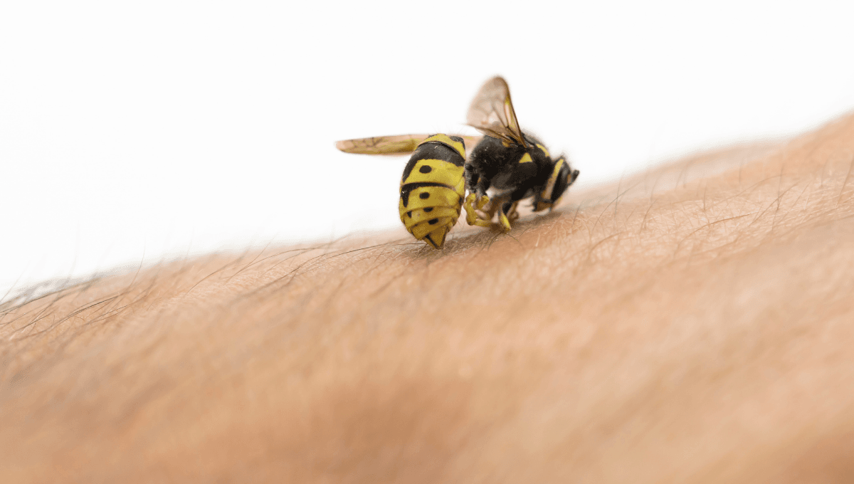 ¿Qué hacer en caso de picadura de abeja? 3 remedios caseros