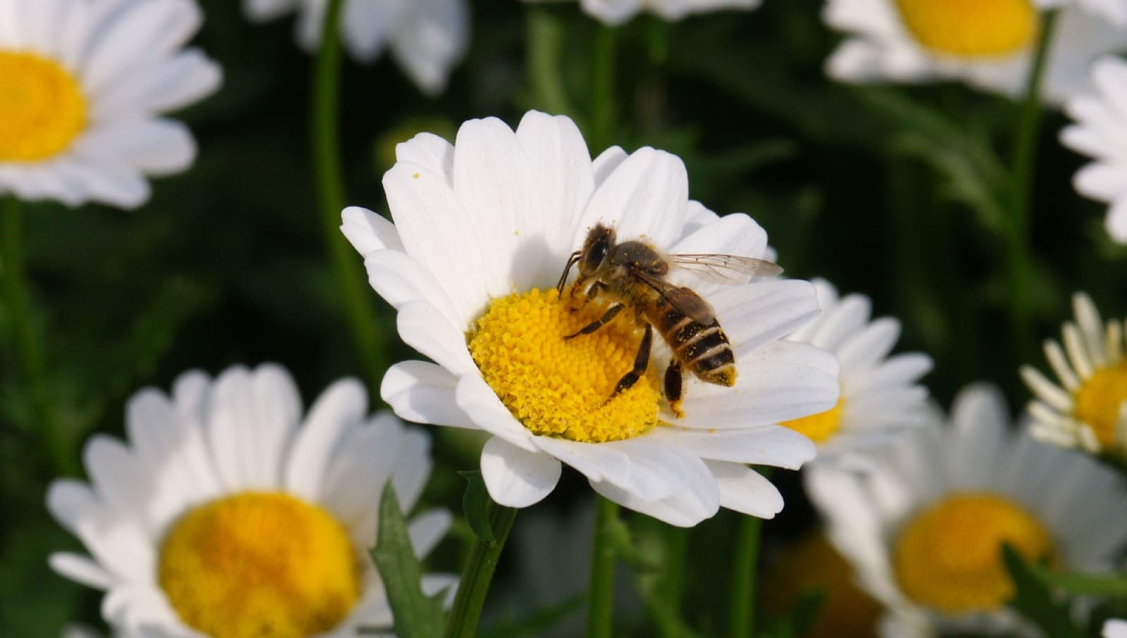 10 plantas en tu casa atraer a las abejas y ayudar a polinizar