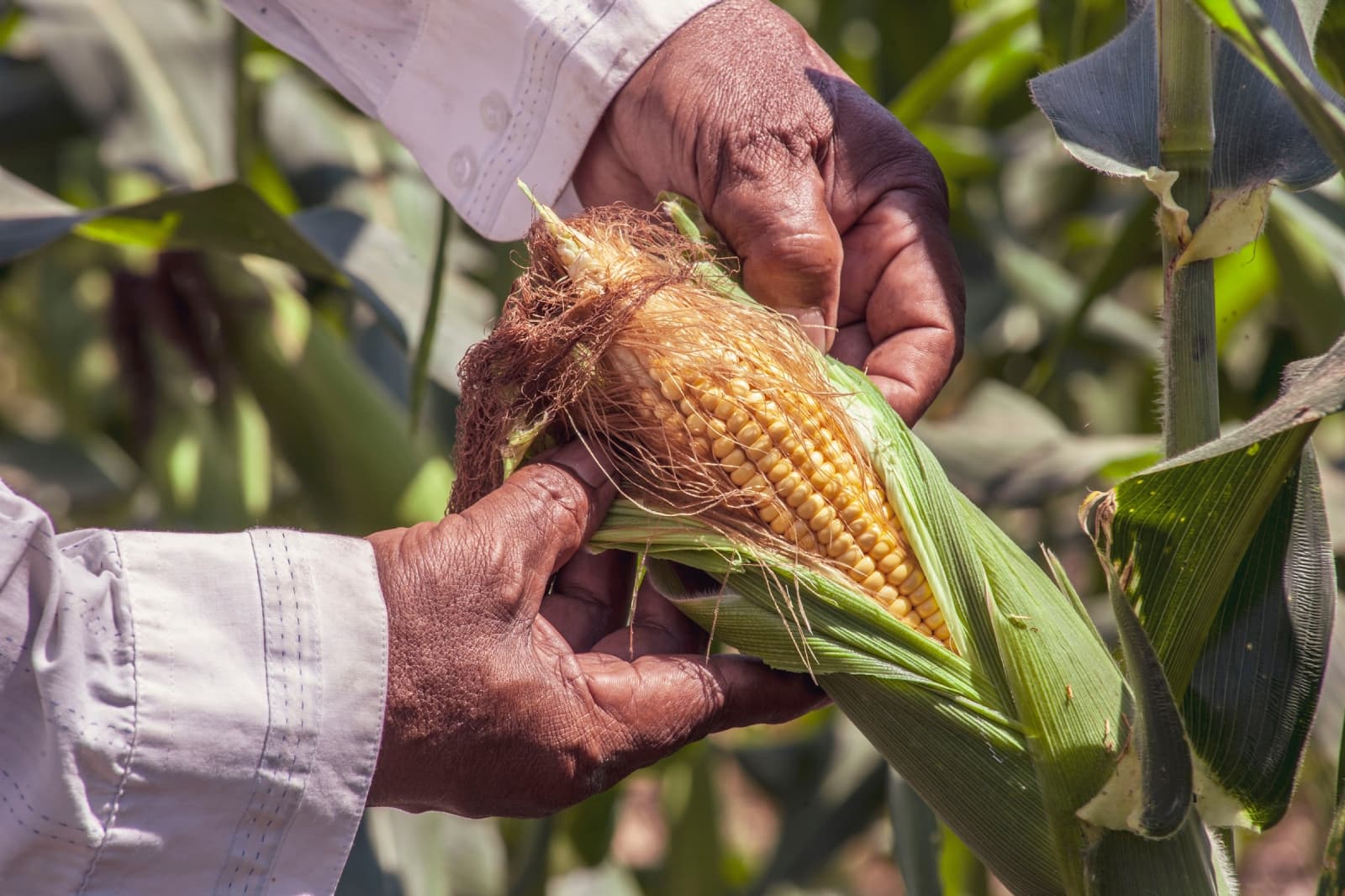 ¿Qué es la dieta de la milpa y qué significa?
