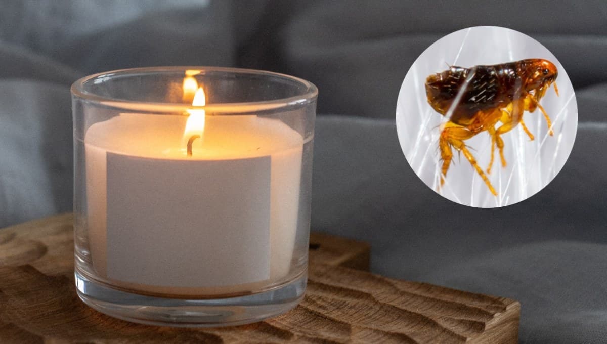 ¿Cómo eliminar pulgas con velas?