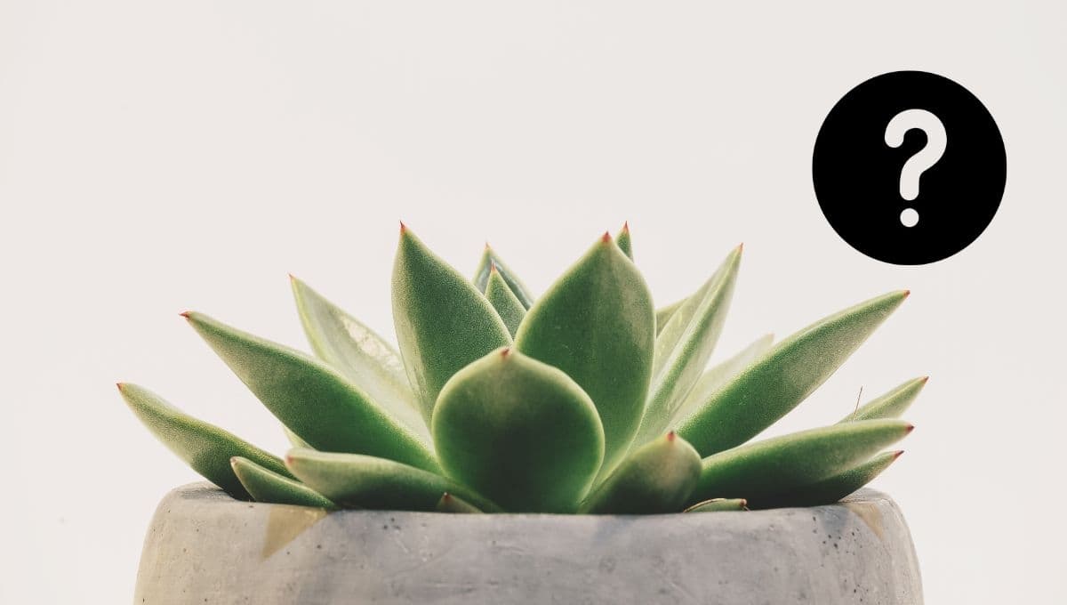 5 consejos para mantener a tus suculentas sanas y hermosas