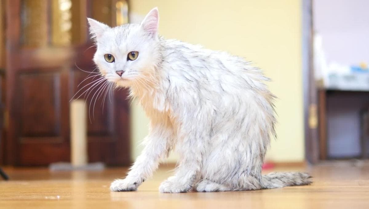 ¿Los gatos se pueden bañar? ¡Descubre cada cuánto y cómo hacerlo!