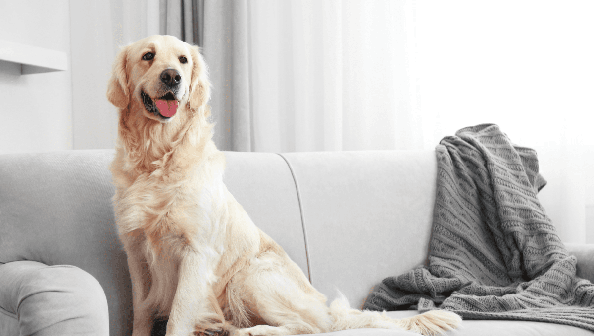 ¿Por qué no debes limpiar la orina de perro con cloro? Hacerlo es un error