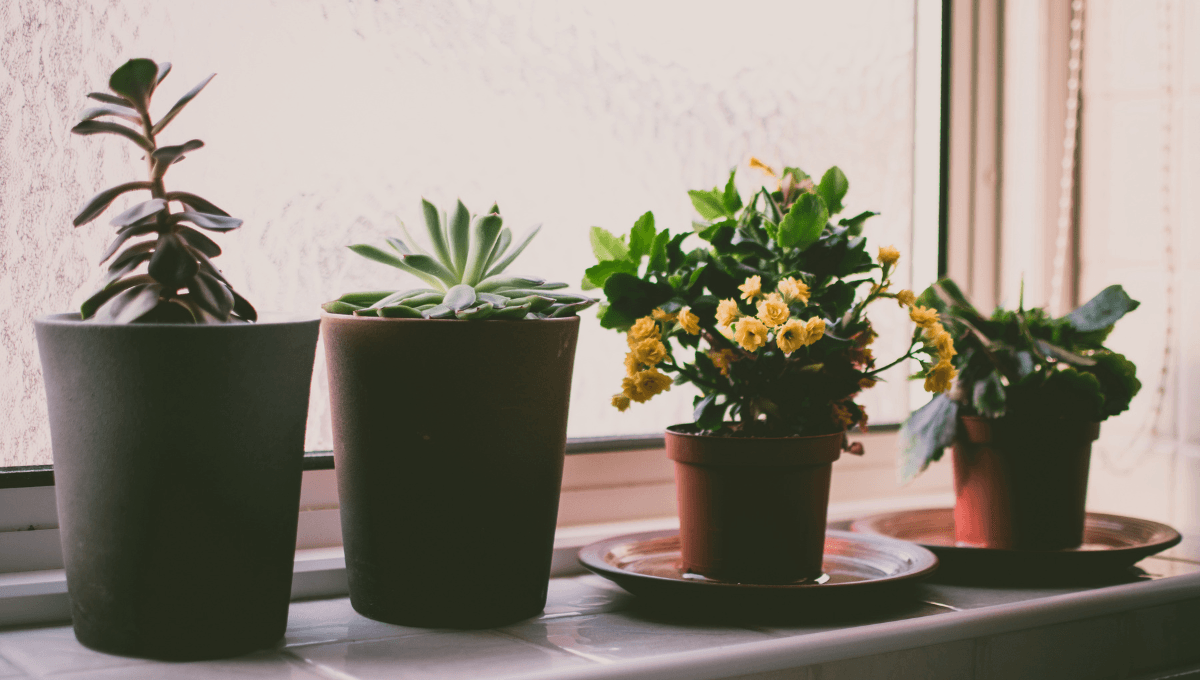 Feng Shui: elige la planta ideal para atraer suerte según tu signo zodiacal