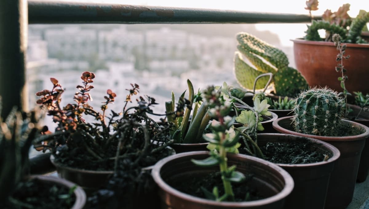 5 plantas que absorben el calor y ayudan a refrescar tu hogar