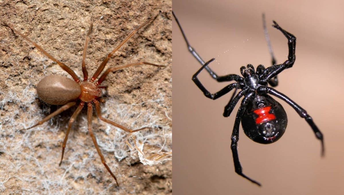 ¿Cuál es más peligrosa la viuda negra o la araña violinista?