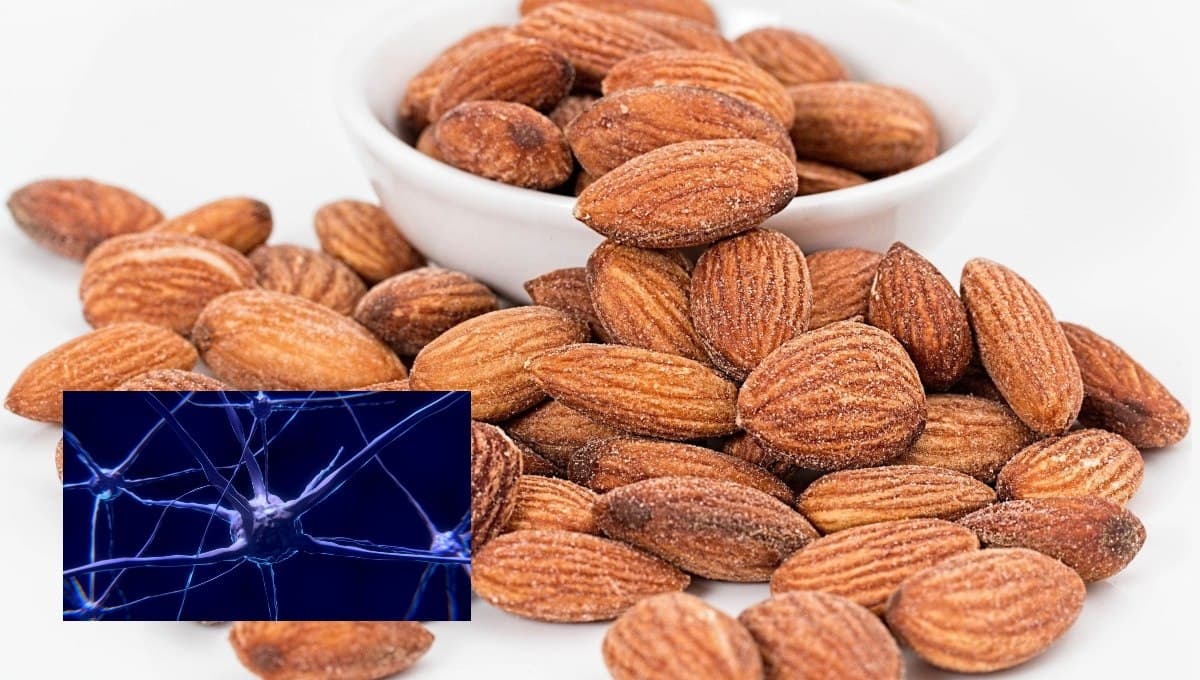 ¿Cuáles son los mejores alimentos para el cerebro?