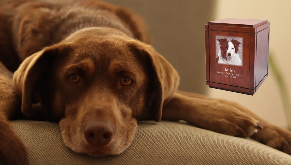 ¿Qué pasa si tengo las cenizas de mi perro en casa?