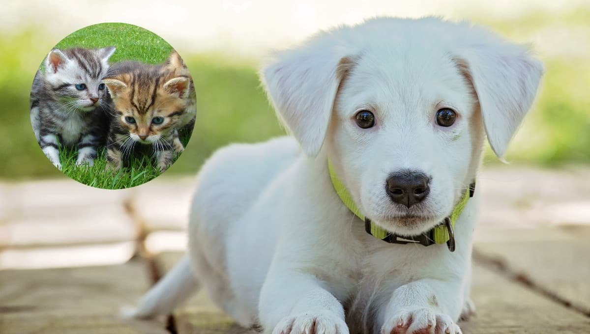RUAC: beneficios de registrar a tus perros y mascotas