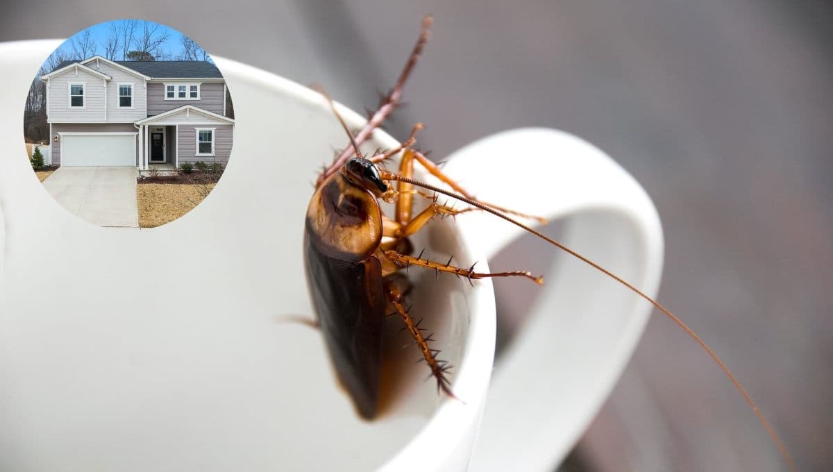 ¿Qué significan las cucarachas voladoras en la casa?