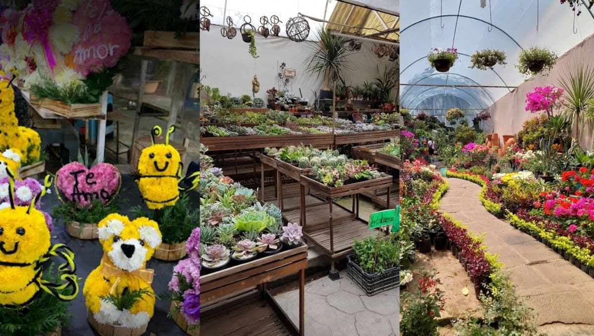 5 mercados para comprar flores en CDMX al mejor precio