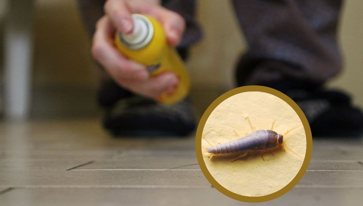 ¿Cómo acabar con los bichos de la humedad?