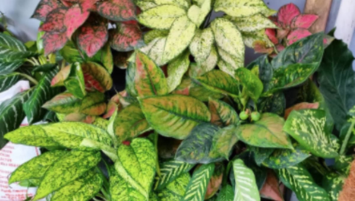 Las 5 mejores plantas que puedes tener en tu baño
