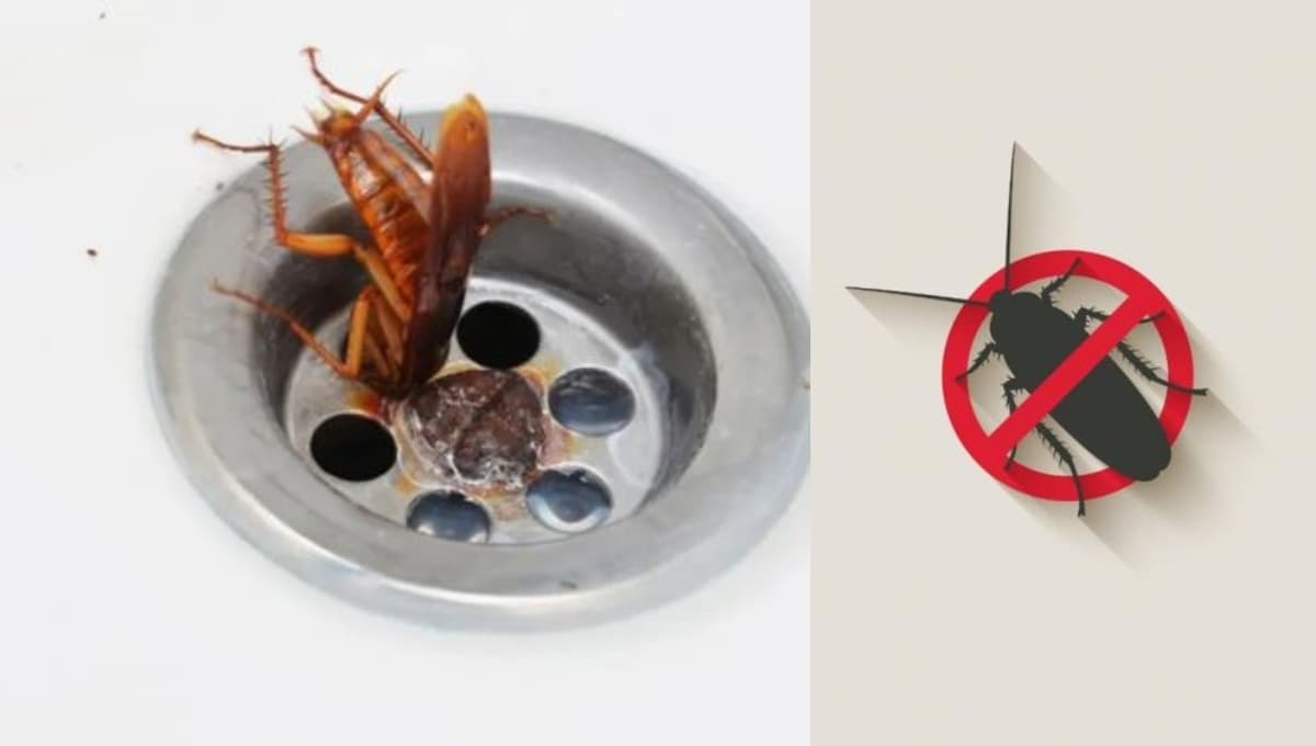 ¿Cómo acabar con las cucarachas del drenaje?