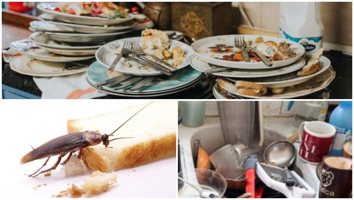 ¿Cómo eliminar las cucarachas de la cocina?