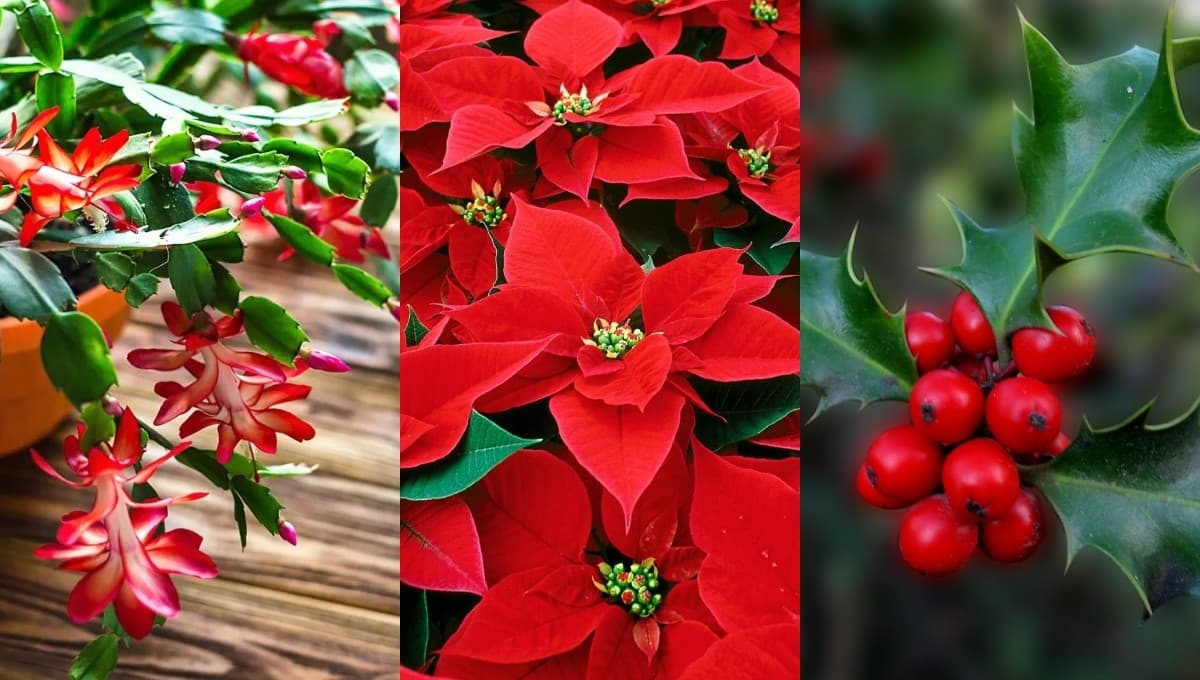 5 plantas además de la Nochebuena perfectas para decorar tu casa en Navidad