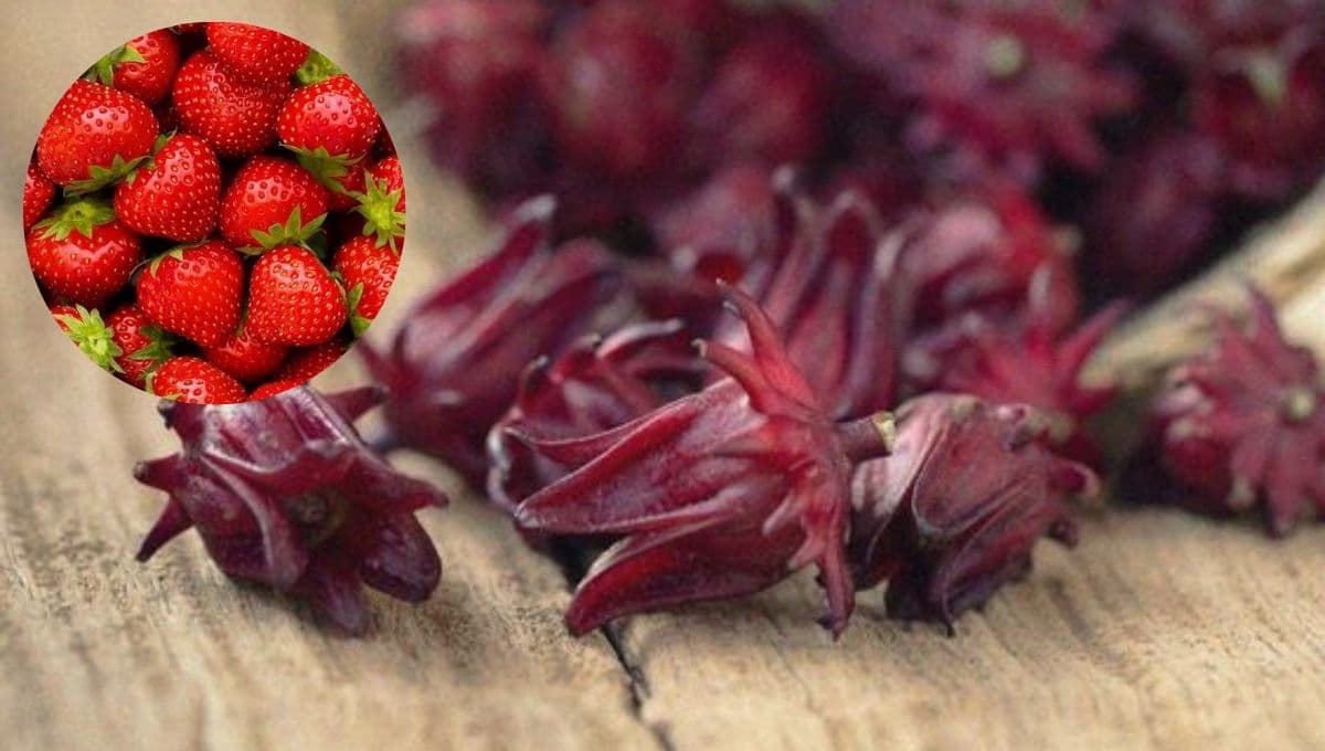 ¡Mejor que el cloro! Desinfecta tus alimentos de una forma natural con flor de jamaica