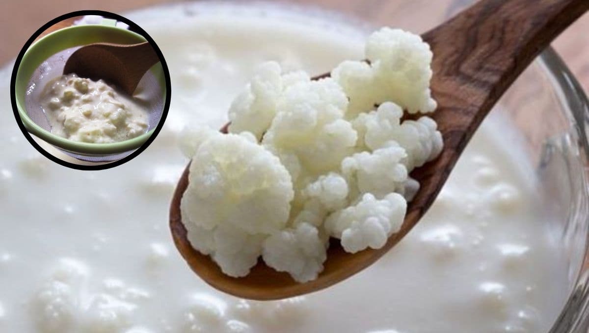 ¿Cómo lavar los búlgaros de leche? La mejor forma para hacerlos rendir