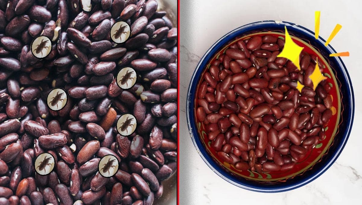 ¿Cómo limpiar los frijoles para que no les salgan gorgojos?