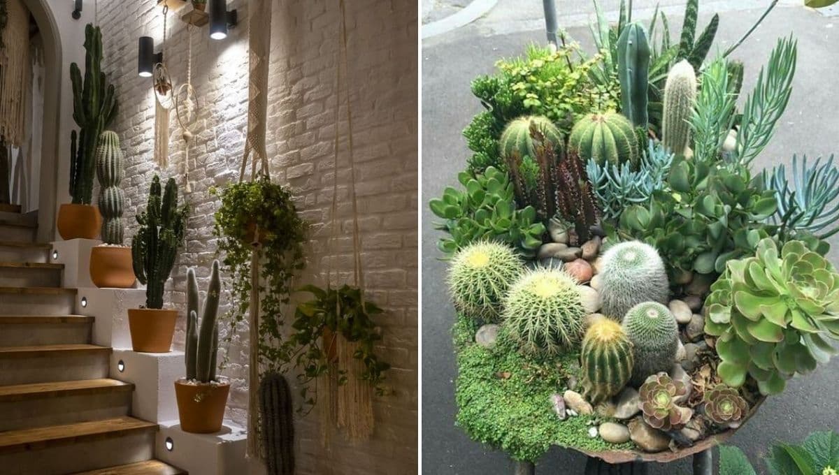 Feng Shui: SACA los cactus de tu casa porque te roban energía por ESTA razón