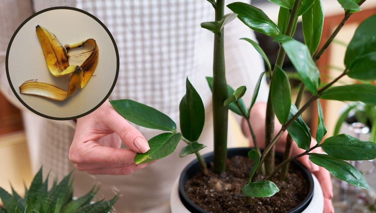 ¿Cómo limpiar las hojas de las plantas con cáscara de plátano?