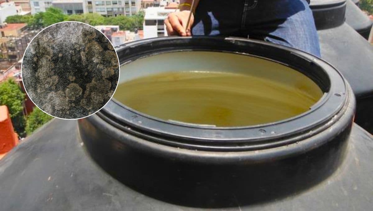 ¿Cómo quitar el moho del tinaco de agua?