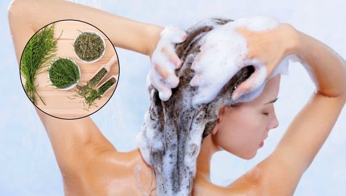 ¿Cómo hacer shampoo de romero y cola de caballo para que crezca el cabello?