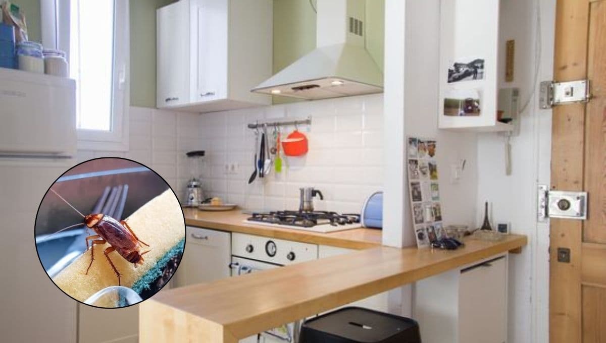 El mejor método para eliminar las cucarachas de la casa para siempre