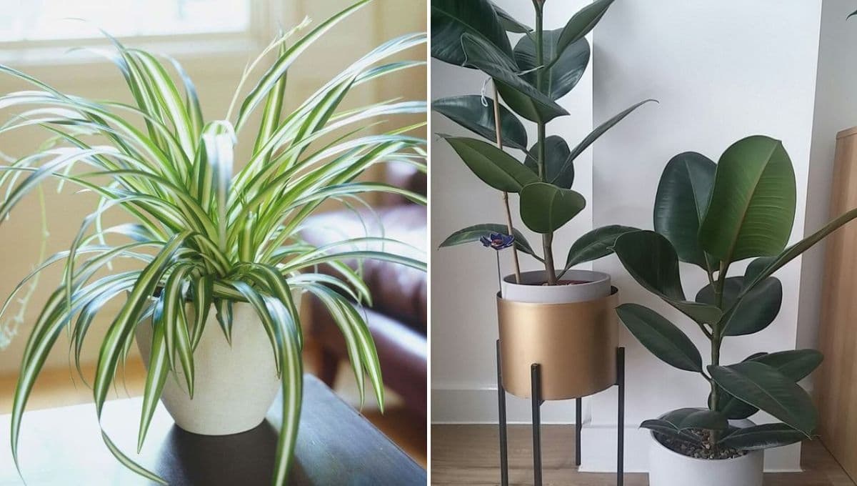 5 ideas de plantas que absorben el calor y debes tener en casa