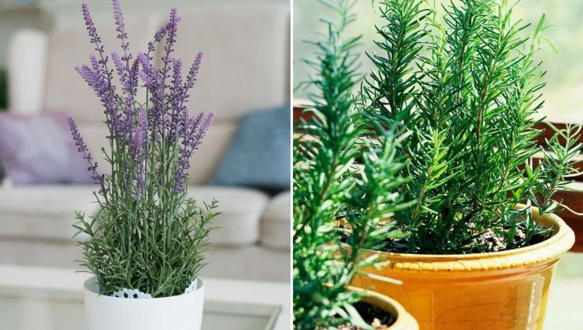 Feng Shui: 5 plantas que protegen tu casa de malas energías y absorben el calor